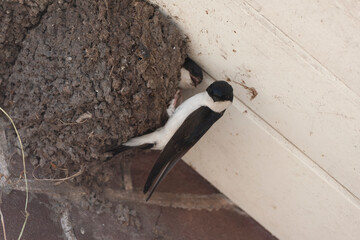 Common House Martin, Delichon urbicum