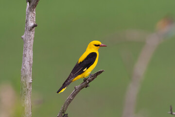 Male European Golden Oriole, Oriolus oriolus, perched in top of a tree in Hungary.