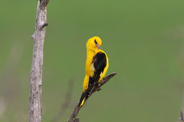 Male European Golden Oriole, Oriolus oriolus, perched in top of a tree in Hungary.