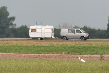 Great White Egret, Ardea alba