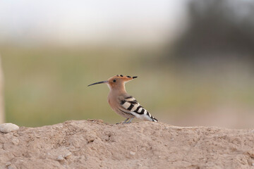 Eurasian Hoopoe, Upupa epops © Marc
