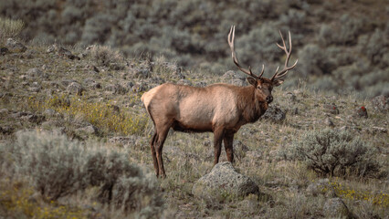 whitetailed deer stag