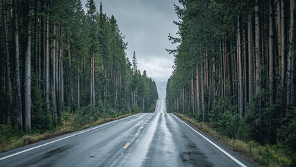 Naklejka premium road in the forest