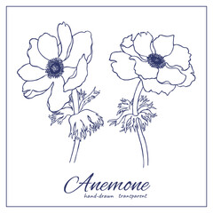 Hand-drawn anemone flowers. Vector transparent ink Japanese anemones (Anemone hupehensis) for design, decoration. coloring pages.