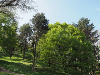 Fototapeta na wymiar natural scene with trees background