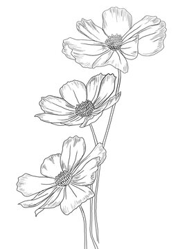 Three Cosmos Flower Handdrawing Line Art IIllustration 