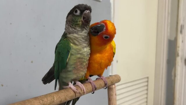 Beautiful parrot, Sun conure parrot birds and Green cheek conure.