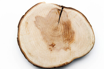 Tree Cut Samples are isolated on a white background. Cross section of tree trunk showing growth...