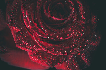 Beautiful and delicate red rose with dew drops, background with red rose