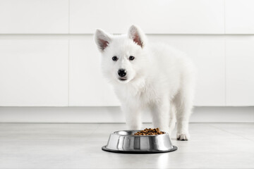 White Swiss Shepherd puppy eating dry food from a metal bowl in a modern white kitchen. Food...