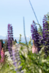 A beautiful landscape of blooming lupines and snowy mountains. Spring in New Zealand. Travel
