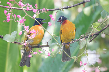 Pycnonotus melanicterus. While in English it is called Black-crested Bulbul