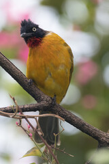 Pycnonotus melanicterus. While in English it is called Black-crested Bulbul