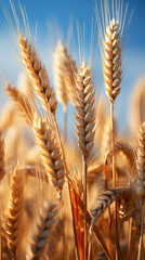 Fototapeta premium golden wheat field on the field