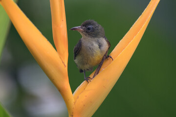 The orange-bellied flowerpecker (Dicaeum trigonostigma) is a species of bird in the family Dicaeidae