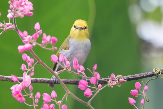 The sangkar white-eye (Zosterops melanurus) is a bird species in the family Zosteropidae.