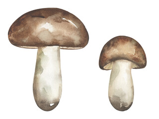 Watercolor fungi illustration, oiler mushrooms clipart set, hand drawn elements