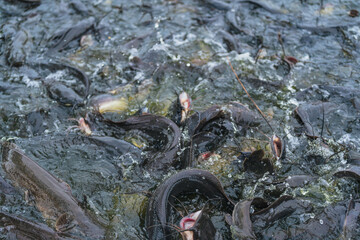 Several catfish are competing for food in a park pond.