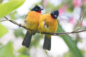 Pycnonotus melanicterus. While in English it is called Black-crested Bulbul