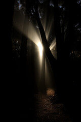 light in the dark wood
