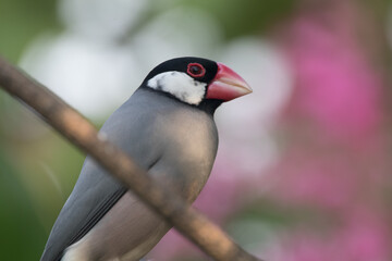 The Java sparrow (Padda oryzivora), also known as Java finch, Java rice sparrow or Java rice bird