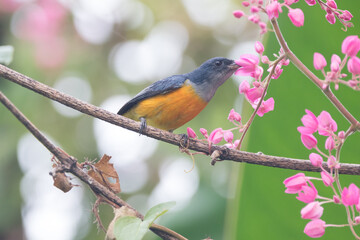 The orange-bellied flowerpecker (Dicaeum trigonostigma) is a species of bird in the family Dicaeidae