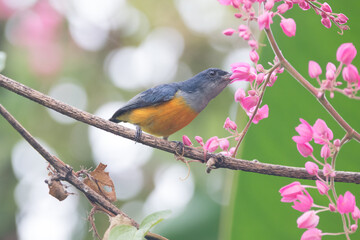 The orange-bellied flowerpecker (Dicaeum trigonostigma) is a species of bird in the family Dicaeidae
