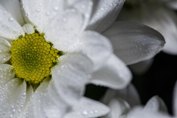 Beautiful white chrysanthemum with dew drops on the petals, chamomile with dew drops