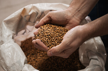 wheat malt in the hands of a male brewer in production - obrazy, fototapety, plakaty