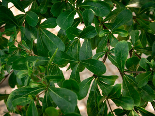 lush green leaves in the garden
