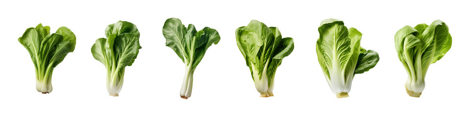 collection of bok choy vegetables isolated on a transparent background