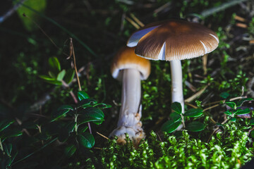 Edible mushroom Amanita crocea in the forest. Known as Saffron Ringless Amanita or Orange Griset