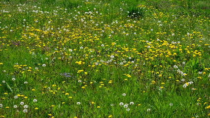 A field of dandelions, their bright yellow heads contrasting with the green grass.