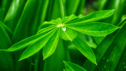 The photo shows a leaf with a water droplet on it, with other leaves forming the background. A large drop of water on a sheet of lupine.