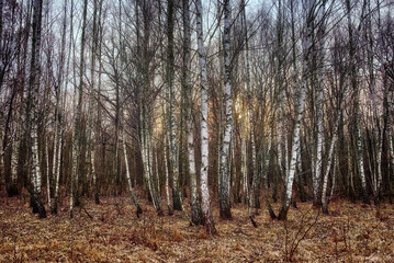The photo captures a forest in autumn, white-barked trees standing amidst a carpet of fallen leaves.