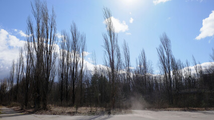Landscape with dry trees and blue sky with white clouds in winter. Clouds of dust on Pripyat...