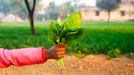 Spinach leaves in kid's hands. Little girl holds green fresh organic spinach leaves. Homegrown.
