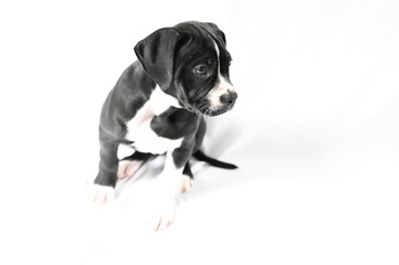 A black and white american bulldog puppy sits atop a white floor, its fur showcasing a beautiful monochrome pattern.
