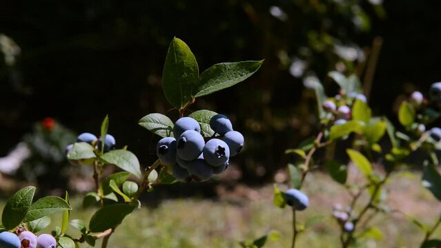 Blueberry cultivation