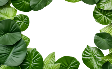 Tropical green leaf frame isolated on white transparent background, png. flat lay, top view
