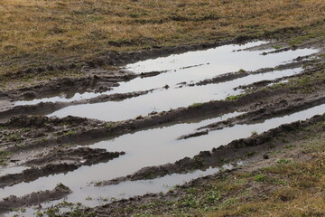 rice field in the morning