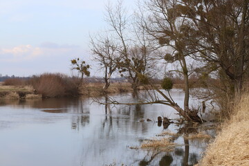 tree in the water