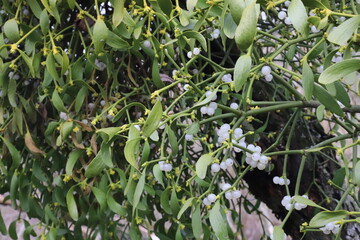 leaves in the garden
