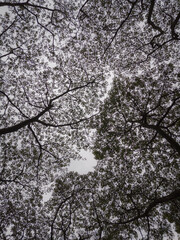 Contrast - Outline of Leaves Against the Sky