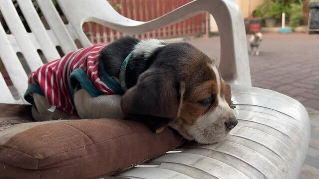 A Beagle puppy peacefully sleeps, nestled in a cozy, warm blanket, dreaming of playful adventures in the sunny meadows.
