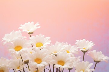 flat lay of spring daisies with copy space made with AI
