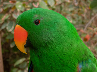 Side view of a big green parrot, Cute portrait of a parrot