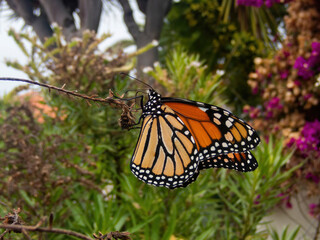 Side view of a big cute monarch butterfly on a tree branch, macro photo of a big buttefly