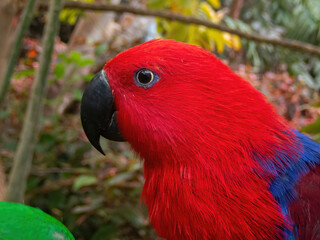 Side view of a big red parrot, Cute portrait of a parrot
