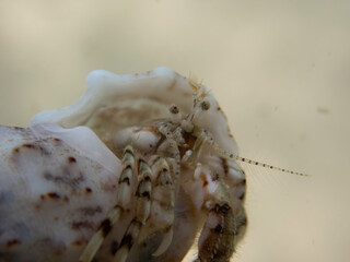Portrait of a Diogenes pugilator in its shell, macro photo of a cute crab hidding